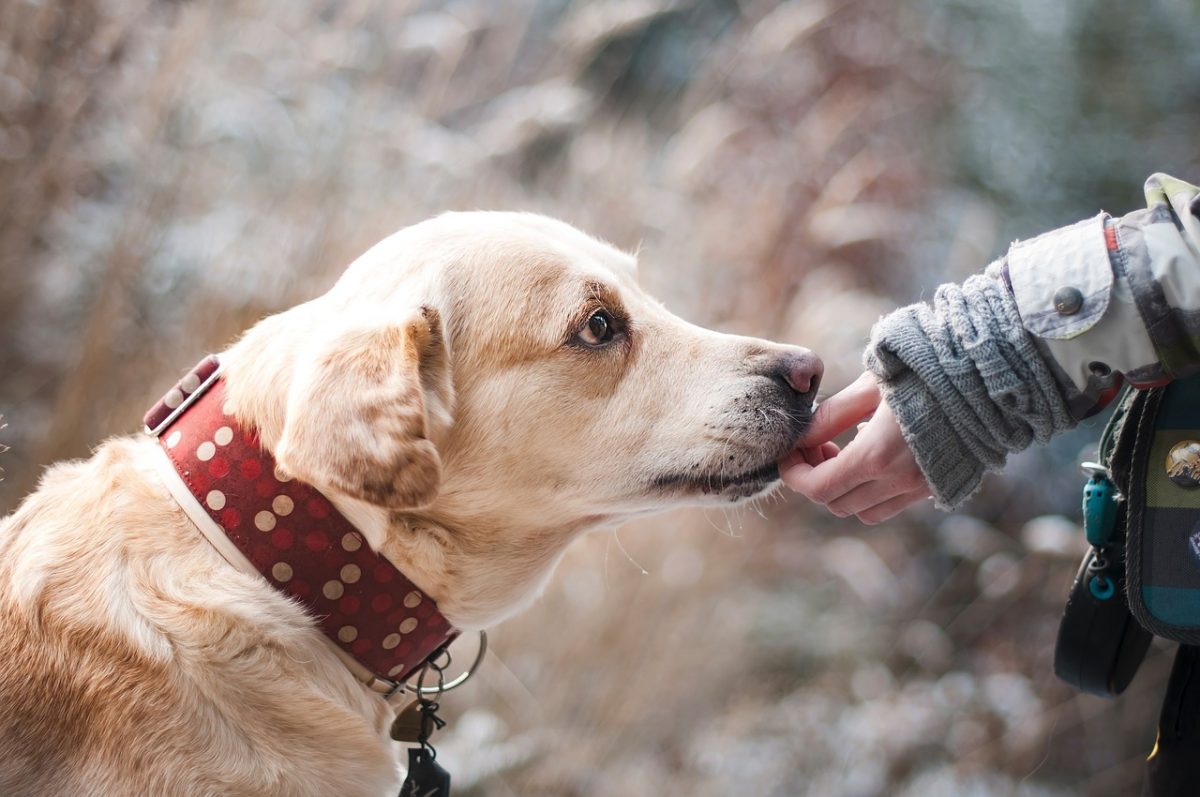 4 HOTÉIS PARA PETS EM SALVADOR E LAURO DE FREITAS